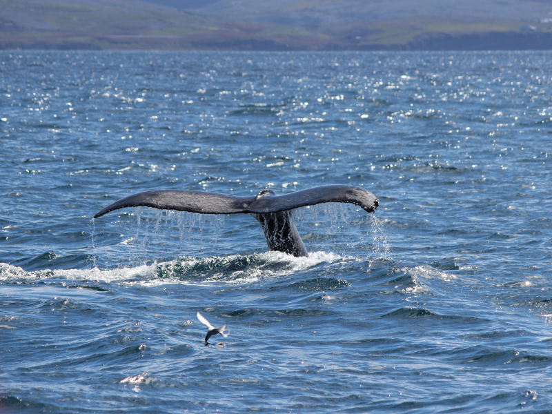whale tail