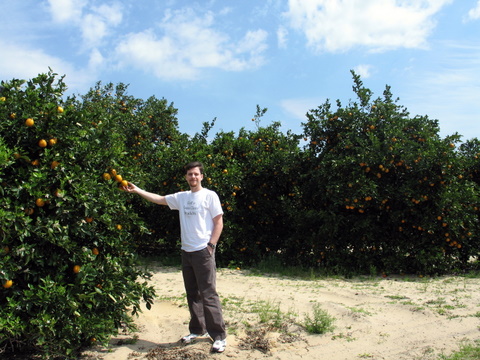 picking oranges