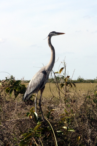 everglades-1-3-2009-1-50-33-pm blue heron