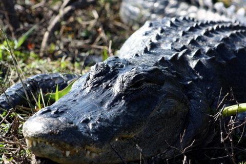 everglades-1-3-2009-11-48-01-am a 6 footer up close