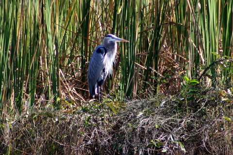 everglades-1-3-2009-12-24-26-pm blue heron