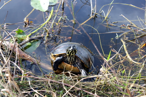 everglades-1-3-2009-2-54-00-pm a vain turtle