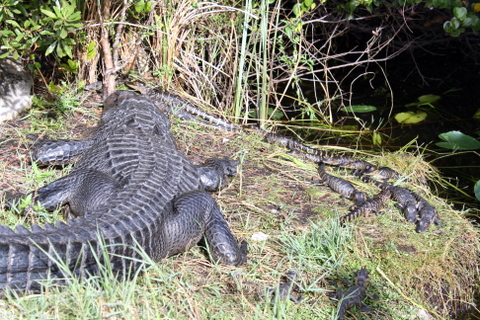 everglades-1-3-2009-3-01-39-pm lounging with mom