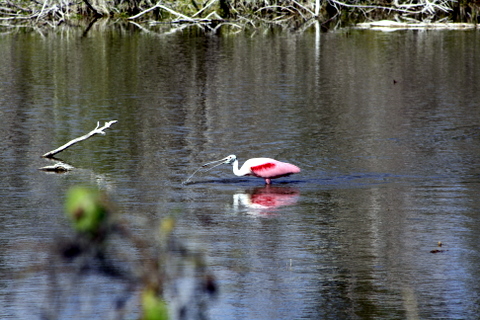 roseatte spoonbill at Eco Pond