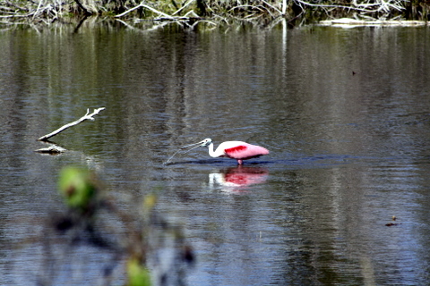 everglades-1-4-2009-11-57-06-am roseatte spoonbill at Eco Pond