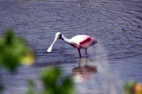 everglades-1-4-2009-11-57-32-am roseatte spoonbill at Eco Pond