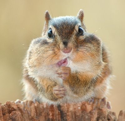 Chipmunk stuffed