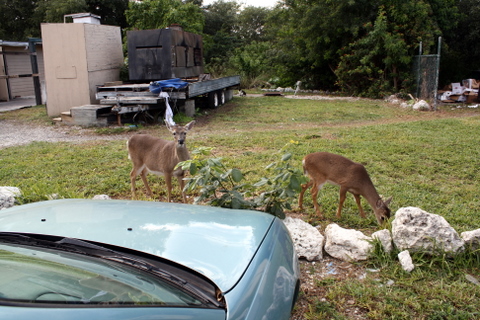 key deer on big pine key 1-7-2010 2-59-48 PM