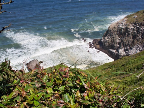 Heceta Head lighthouse and trail 7-6-2010 2-14-04 PM
