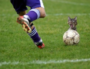 funny_cat_problem