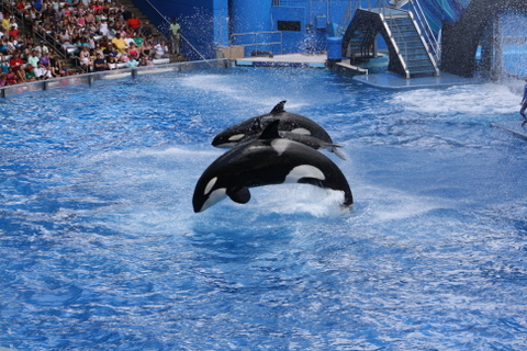Sea World 5-29-2011 1-01-59