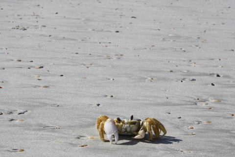 Little Talbot Island State Park 7-23-2011 9-39-47 AM