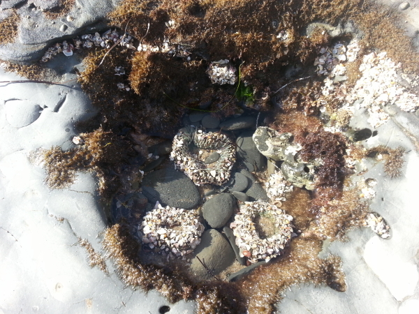 Sea anemones camouflaging themselves with shells.
