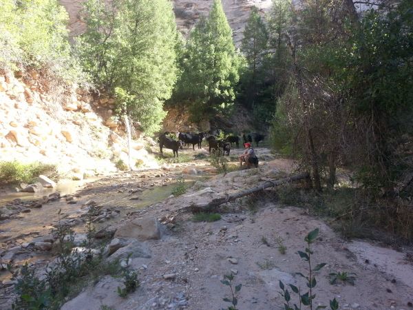 cows near the beginning of the hike