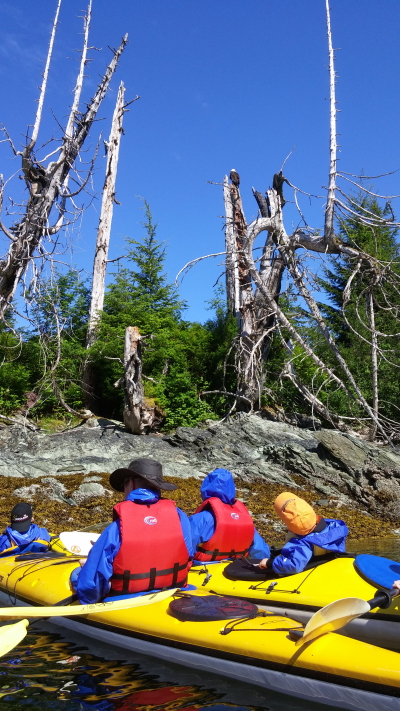 The bald eagle is in the center of the photo.