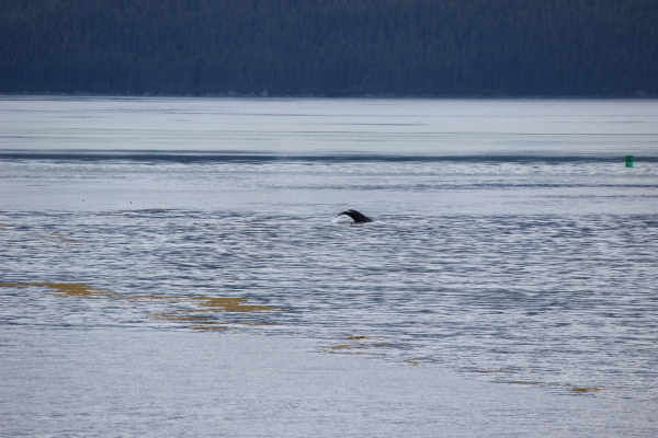 a whale tail as it dove back under water