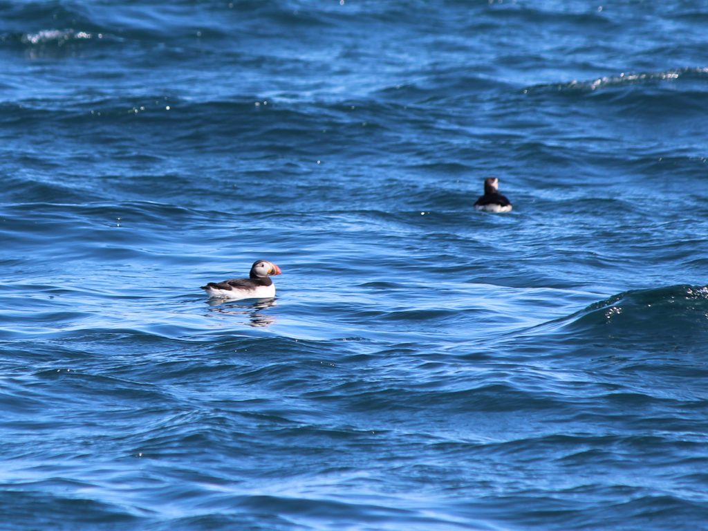 puffins near Puffin Island